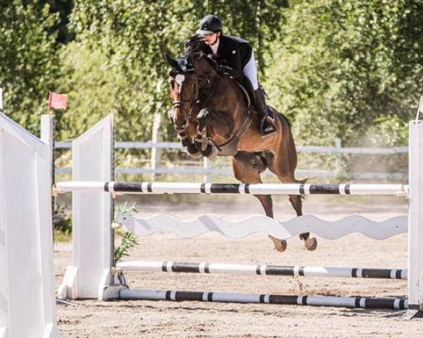 Springpferd Queen of Heart (Schwedisches Warmblut, 2011, von Heartbeat)