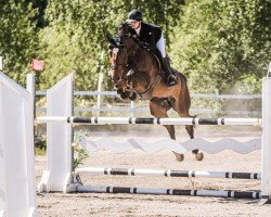 Pferd Queen of Heart (Schwedisches Warmblut, 2011, von Heartbeat)