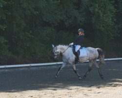 dressage horse Doona Schueracher (Connemara Pony, 2013, from Currachmore Cashel)