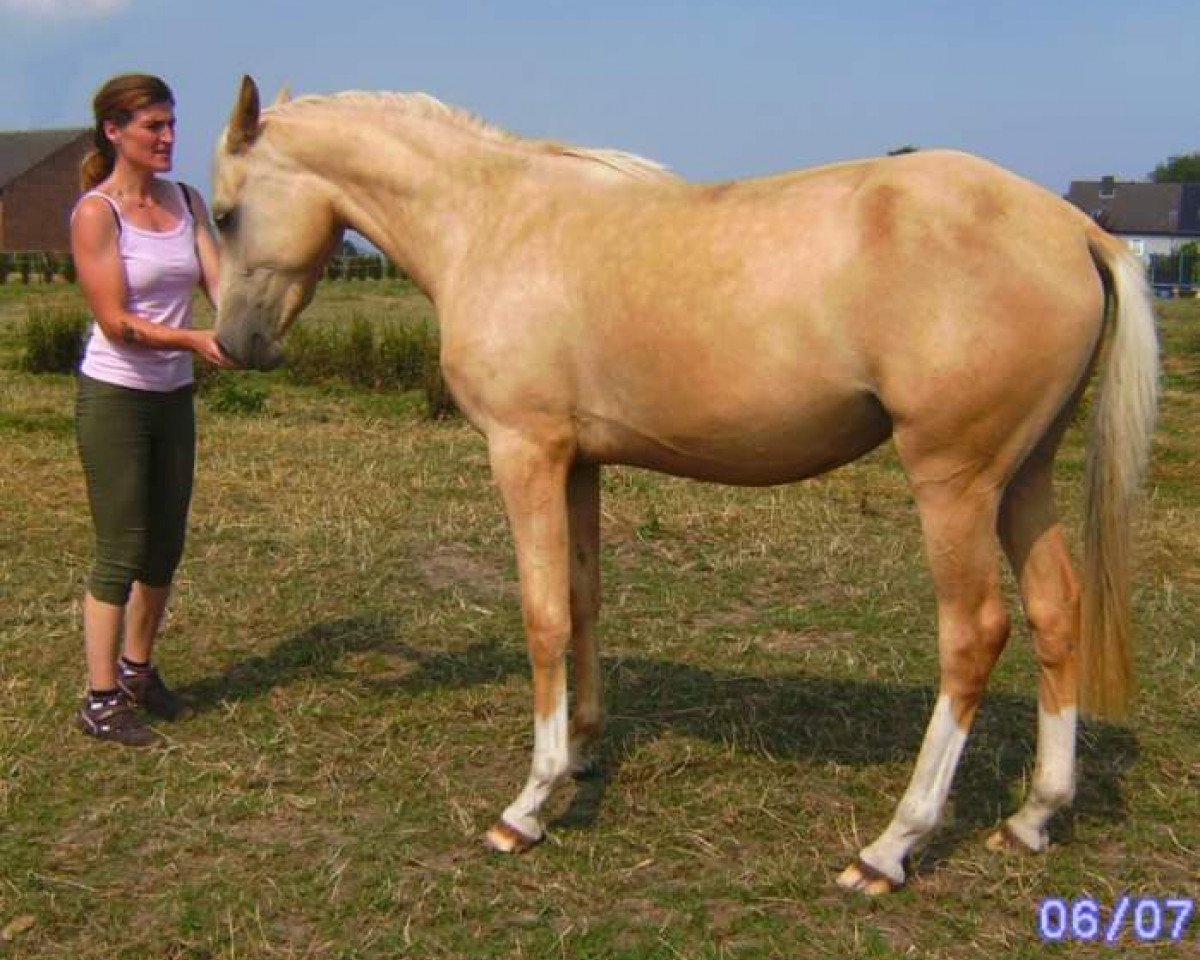broodmare Classic Sun (German Riding Pony, 2007, from Cassini)