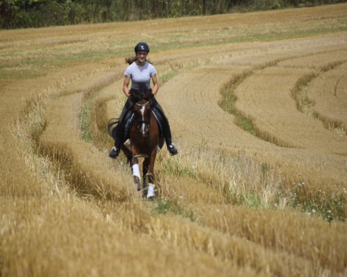 dressage horse Sternchen 441 (German Riding Pony, 2008, from Cassini)