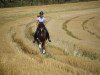 dressage horse Sternchen 441 (German Riding Pony, 2008, from Cassini)