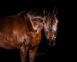 dressage horse Florina 145 (Westphalian, 2009, from Florestan I)