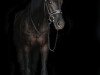 dressage horse Sir Vival (Rhinelander, 2014, from Scuderia)