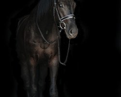 dressage horse Sir Vival (Rhinelander, 2014, from Scuderia)