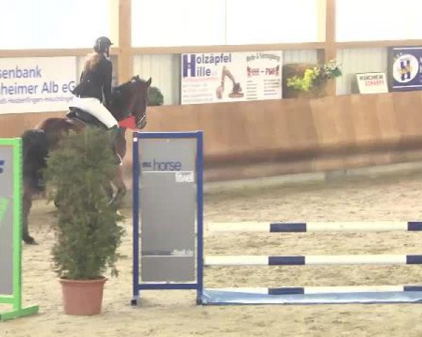 Springturnier Dettingen Late Entry 2015