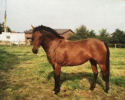 Zuchtstute Sunny (unbekannt,  , von Marquis AA)