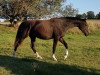 broodmare Frida (Hanoverian, 2018, from Freddie Mercury 2)