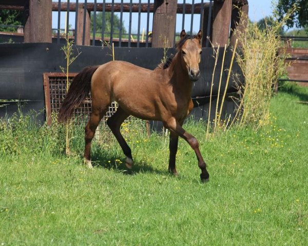 horse Calli Buh (German Riding Pony, 2019, from Cassini)