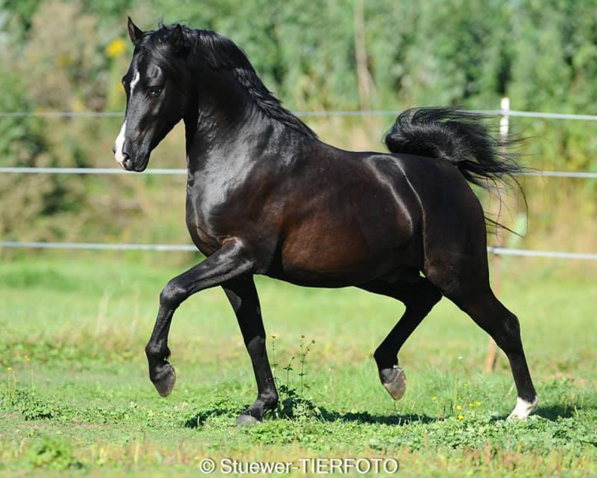 Dressurpferd Dark Delorian (Deutsches Reitpony, 2017, von Don Dino L)
