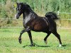 dressage horse Dark Delorian (German Riding Pony, 2017, from Don Dino L)