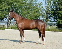 dressage horse F.B.I. 10 (Oldenburg, 2013, from First Floris)