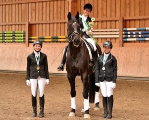 dressage horse Salasar 3 (Bavarian, 2005, from Sir Bedo)