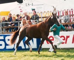 broodmare Filine (Westphalian, 1995, from Ferragamo)