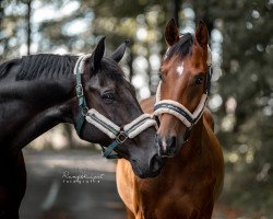 dressage horse Hengst von Sir Heinrich / Rock Forever (Westphalian, 2017, from Sir Heinrich OLD)