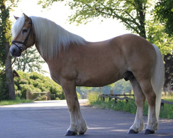 dressage horse Luke 119 (Haflinger, 1999)