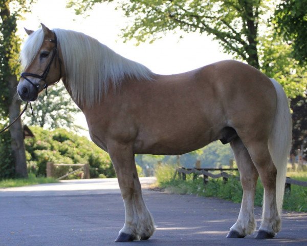 Dressurpferd Luke 119 (Haflinger, 1999)