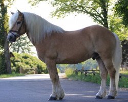 Dressurpferd Luke 119 (Haflinger, 1999)