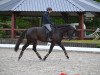 dressage horse Dark Diamond 86 (Oldenburg, 2016, from Da Silva)