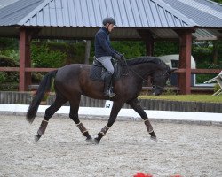 dressage horse Dark Diamond 86 (Oldenburg, 2016, from Da Silva)