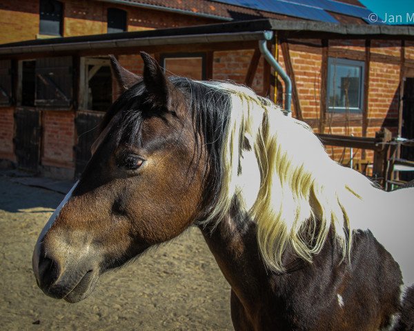 horse Cruella (German Riding Pony, 2003)