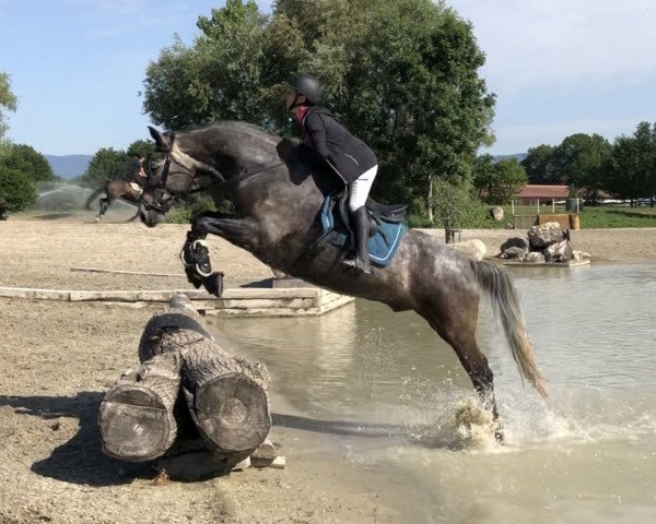 Dressurpferd Da Sogno CH (Schweizer Warmblut, 2014, von Dream of Night Fluswiss CH)