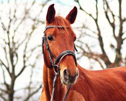 Pferd Ivy de Angel (Hannoveraner, 2013, von Inliner)