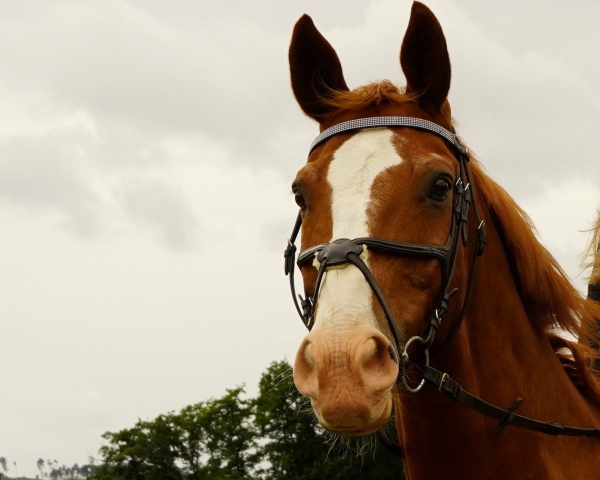 Springpferd Watherman (Westfale, 2002, von Westlite)