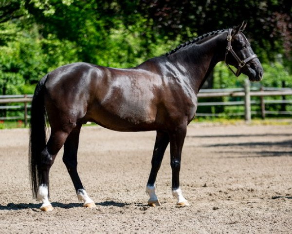 horse Germelo (KWPN (Royal Dutch Sporthorse), 2011, from Lexicon)