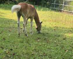 Pferd Stiletto (Haflinger, 2020, von Stilton)