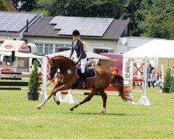 jumper Lexus 83 (Holsteiner, 2006, from Limbus)