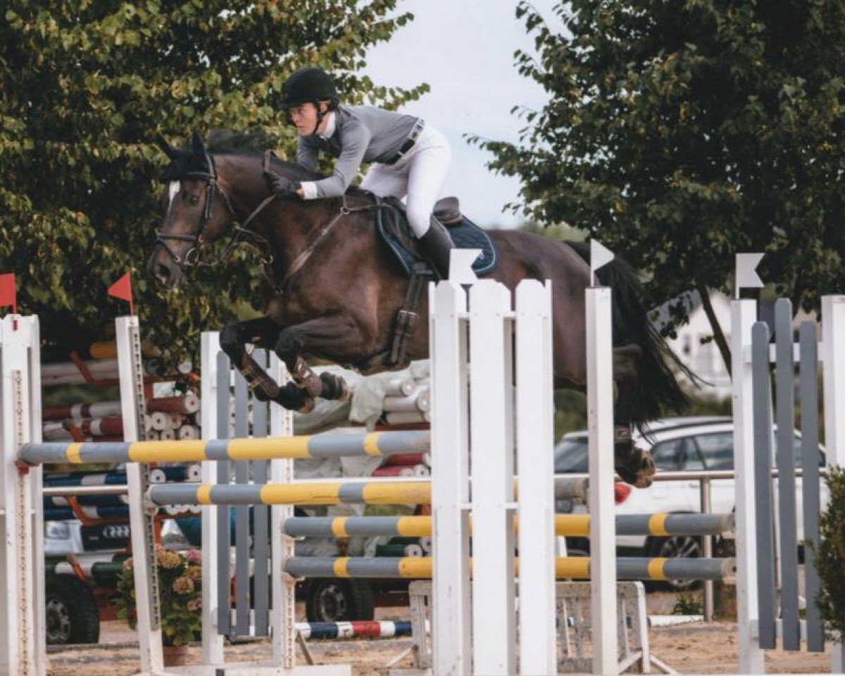 Springpferd Capucino 7 (Rheinländer, 2009, von Conteur)
