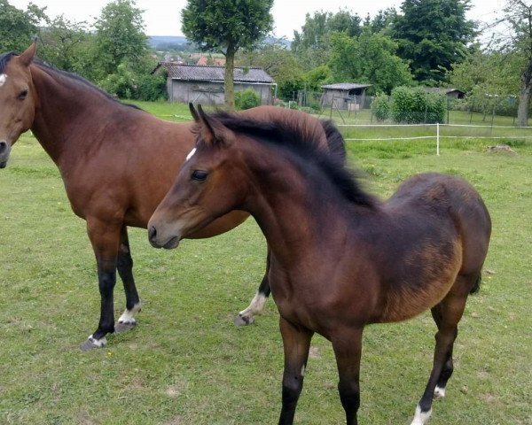 dressage horse Chayenne (German Riding Pony, 2013, from Cassini)