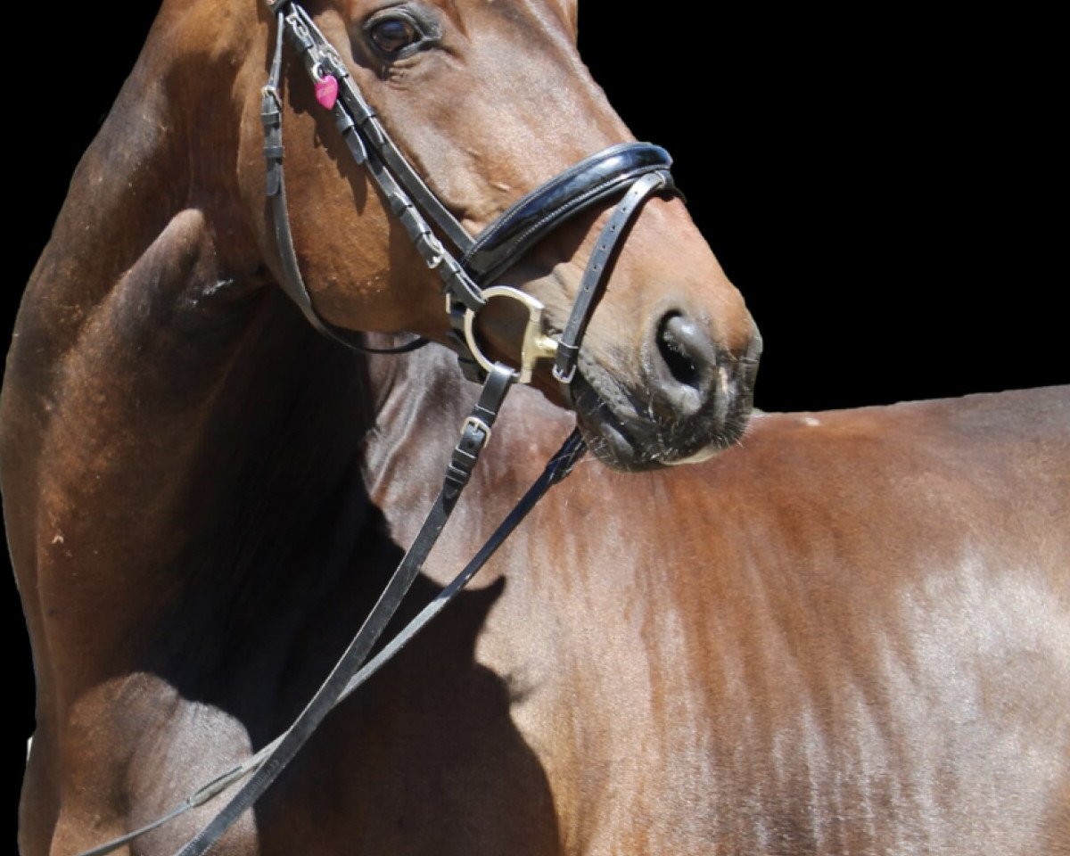 Springpferd Dream Girl 61 (Hannoveraner, 2009, von Don Frederico)