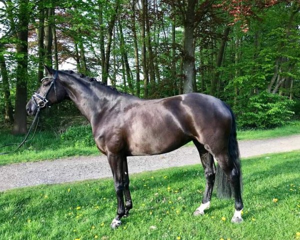 Zuchtstute Gianna la Nera (Österreichisches Warmblut, 2013, von Silbermond)