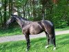 Zuchtstute Gianna la Nera (Österreichisches Warmblut, 2013, von Silbermond)