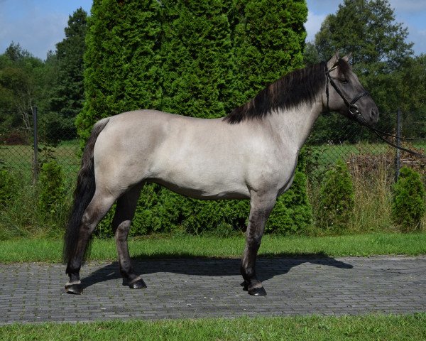 horse Hawajka (Polish Warmblood, 2016, from Wulkan)