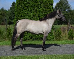 horse Hawajka (Polish Warmblood, 2016, from Wulkan)