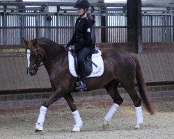 broodmare Steverheides Dear Ruby (German Riding Pony, 2015, from Darubi Gold)