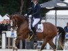 dressage horse Mein Herzblatt (German Riding Pony, 2016, from Movie Star)