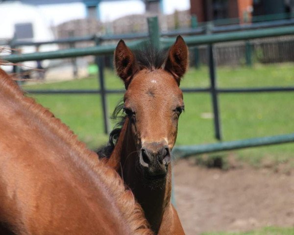 Pferd Charly Brown (Deutsches Reitpony, 2020, von Cassini)