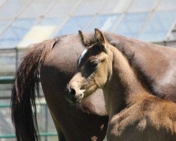 horse Candyman (German Riding Pony, 2020, from Cassini)