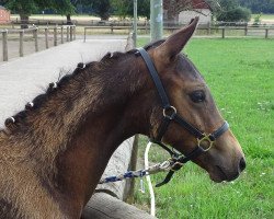 horse Cassini Royal (German Riding Pony, 2018, from Cassini)