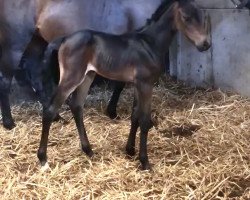 Pferd Uluru GO Z (Zangersheide Reitpferd, 2020, von Untouchable Z)