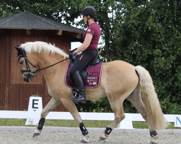 dressage horse Arsenal 12 (Haflinger, 2016, from Auryn)