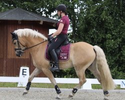 Dressurpferd Arsenal 12 (Haflinger, 2016, von Auryn)