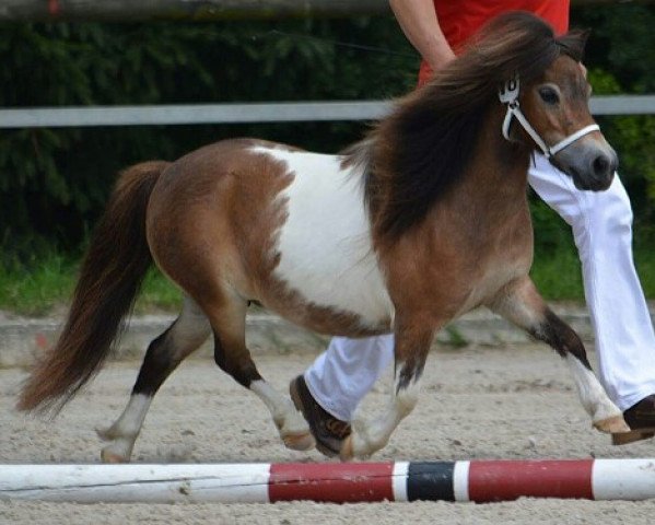 Pferd Krummhörn´s Folma (Shetland Pony (unter 87 cm),  , von Very Dynamic van de Buxushof)