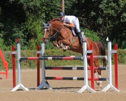 jumper Babalou du Rouet T (Württemberger, 2011, from Balou du Rouet)