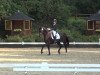 dressage horse Hip Hop 10 (Westphalian, 2009, from Hendrix 7)