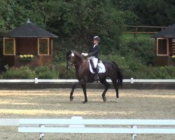 dressage horse Hip Hop 10 (Westphalian, 2009, from Hendrix 7)